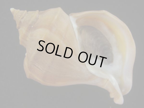 画像1: アツエゾボラ(Neptunea heros) 老成　美品 (1)