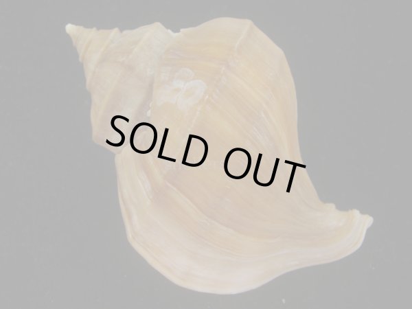 画像2: アツエゾボラ(Neptunea heros) 老成　美品 (2)