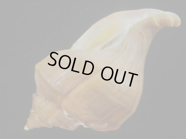 画像3: アツエゾボラ(Neptunea heros) 老成　美品 (3)