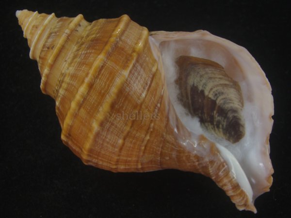 画像1: ウスムラサキエゾボラ(Neptunea purpurea) 濃色　美品 (1)