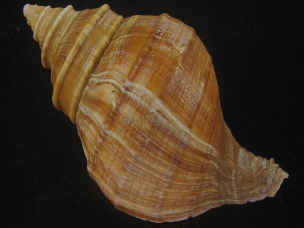 画像2: ウスムラサキエゾボラ(Neptunea purpurea) 濃色　美品 (2)