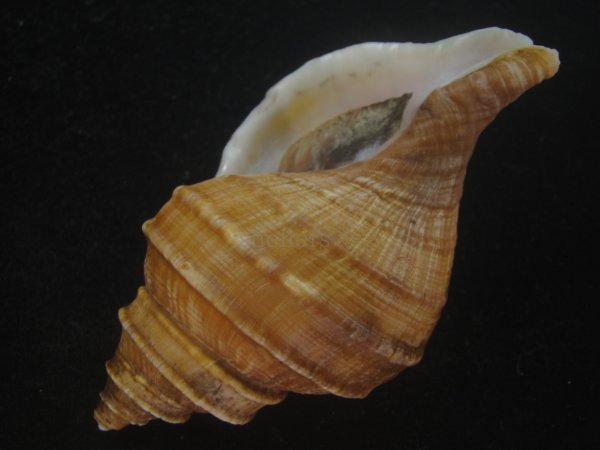 画像3: ウスムラサキエゾボラ(Neptunea purpurea) 濃色　老成　美品 (3)