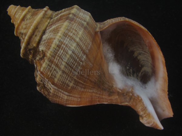 画像1: ウスムラサキエゾボラ(Neptunea purpurea) 濃色 (1)