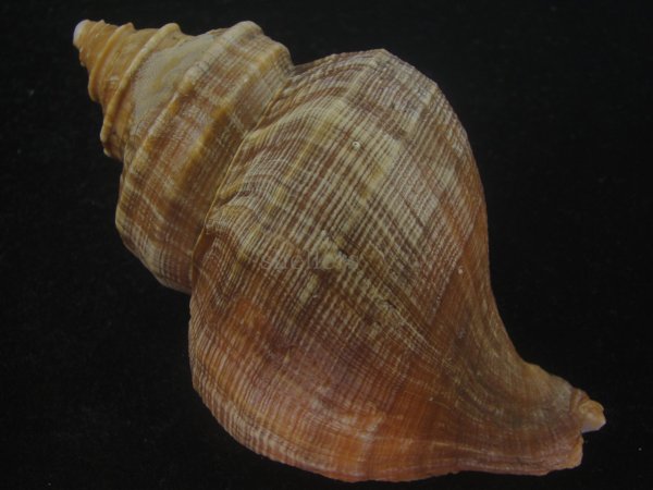 画像2: ウスムラサキエゾボラ(Neptunea purpurea) 濃色 (2)