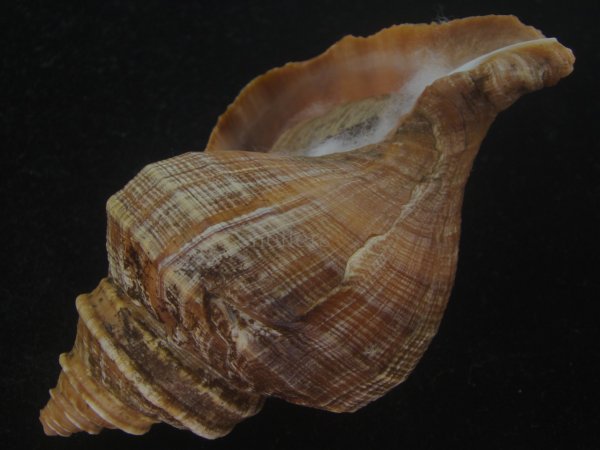 画像3: ウスムラサキエゾボラ(Neptunea purpurea) 濃色 (3)