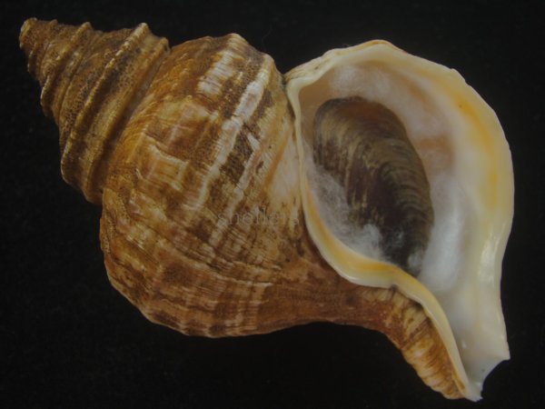 画像1: ウスムラサキエゾボラ(Neptunea purpurea) 老成　美品 (1)