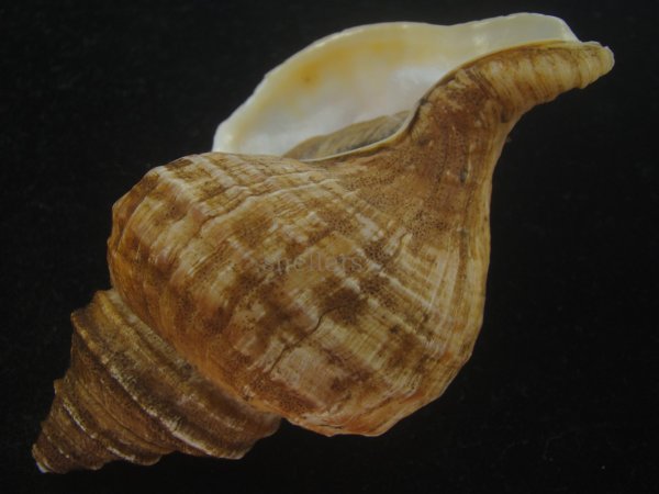 画像3: ウスムラサキエゾボラ(Neptunea purpurea) 老成　美品 (3)