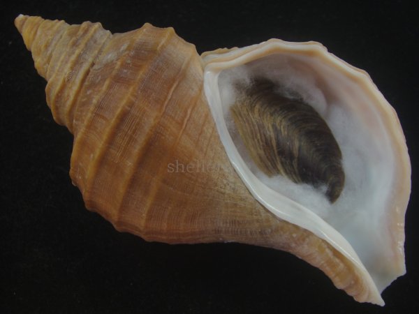 画像1: クリイロエゾボラ(Neptunea lamellosa) 老成　美品 (1)