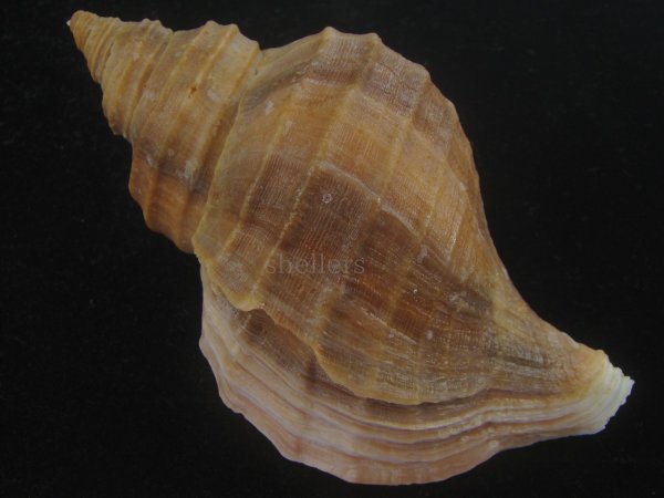 画像2: クリイロエゾボラ(Neptunea lamellosa) 老成　美品 (2)