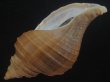 画像3: クリイロエゾボラ(Neptunea lamellosa) 老成　美品 (3)