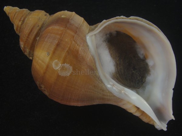 画像1: クリイロエゾボラ(Neptunea lamellosa) 老成　美品 (1)