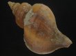 画像2: クリイロエゾボラ(Neptunea lamellosa) 老成　美品 (2)