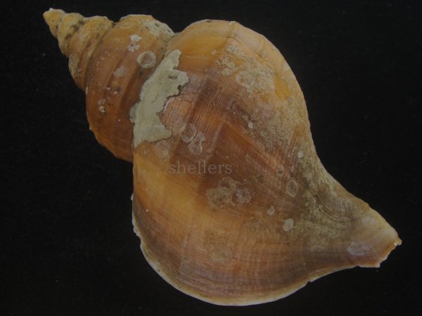 画像2: クリイロエゾボラ(Neptunea lamellosa) 老成　美品 (2)