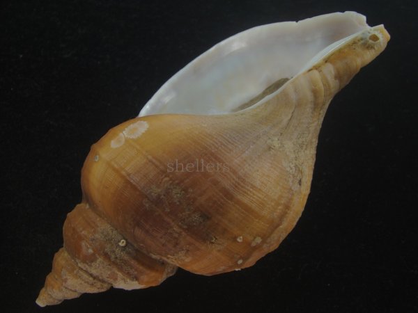 画像3: クリイロエゾボラ(Neptunea lamellosa) 老成　美品 (3)