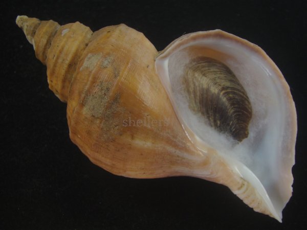 画像1: クリイロエゾボラ(Neptunea lamellosa) 老成　美品 (1)