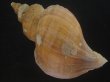 画像2: クリイロエゾボラ(Neptunea lamellosa) 老成　美品 (2)