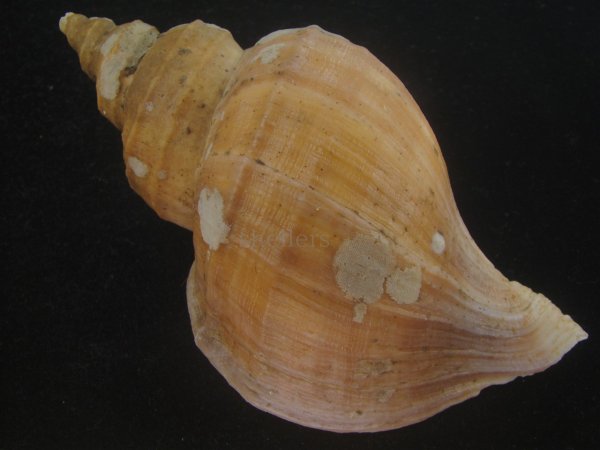 画像2: クリイロエゾボラ(Neptunea lamellosa) 老成　美品 (2)