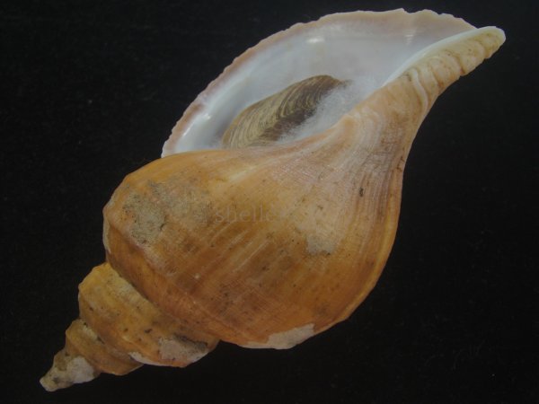 画像3: クリイロエゾボラ(Neptunea lamellosa) 老成　美品 (3)