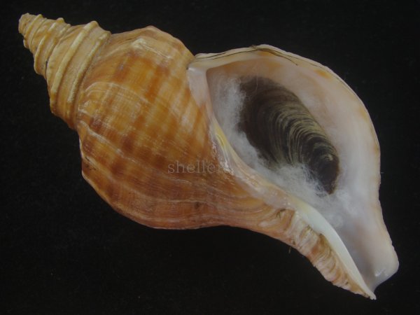 画像1: ドウナガエゾボラ(Neptunea oncoda) 大　老成　特美品 (1)