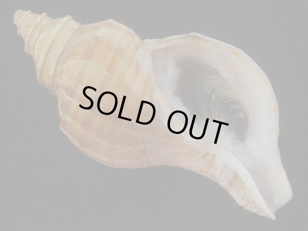 画像1: ドウナガエゾボラ(Neptunea oncoda) 大　老成　特美品 (1)