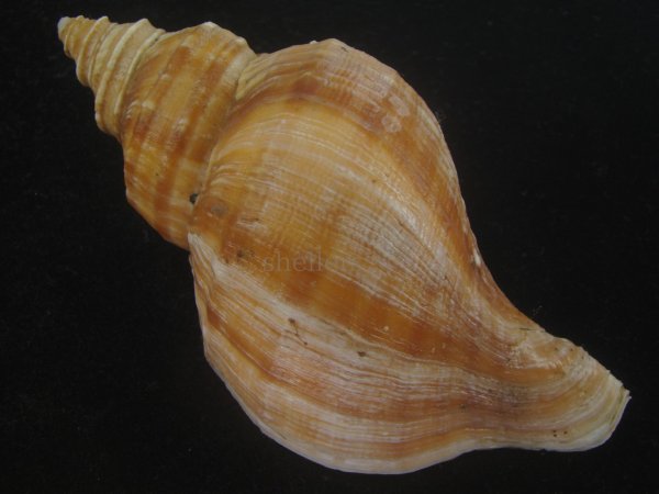 画像2: ドウナガエゾボラ(Neptunea oncoda) 大　老成　特美品 (2)