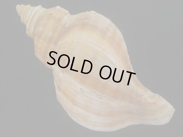 画像2: ドウナガエゾボラ(Neptunea oncoda) 大　老成　特美品 (2)