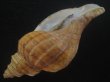 画像3: ドウナガエゾボラ(Neptunea oncoda) 大　老成　特美品 (3)