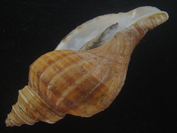 画像3: ドウナガエゾボラ(Neptunea oncoda) 大　老成　特美品 (3)