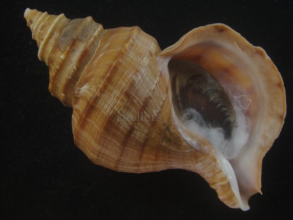 画像1: ウスムラサキエゾボラ(Neptunea purpurea) 131ｍｍ　特大　濃色　老成　美品 (1)