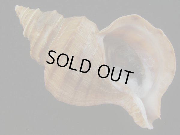 画像1: ウスムラサキエゾボラ(Neptunea purpurea) 131ｍｍ　特大　濃色　老成　美品 (1)