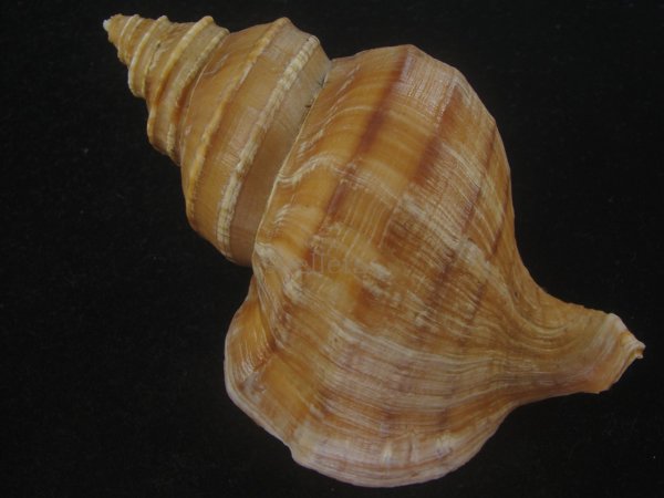 画像2: ウスムラサキエゾボラ(Neptunea purpurea) 131ｍｍ　特大　濃色　老成　美品 (2)