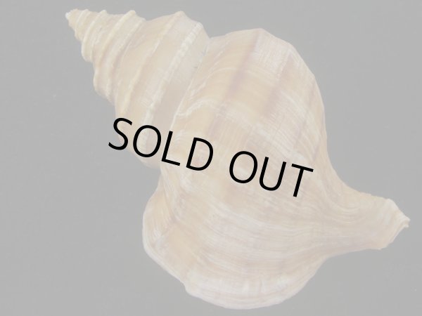 画像2: ウスムラサキエゾボラ(Neptunea purpurea) 131ｍｍ　特大　濃色　老成　美品 (2)