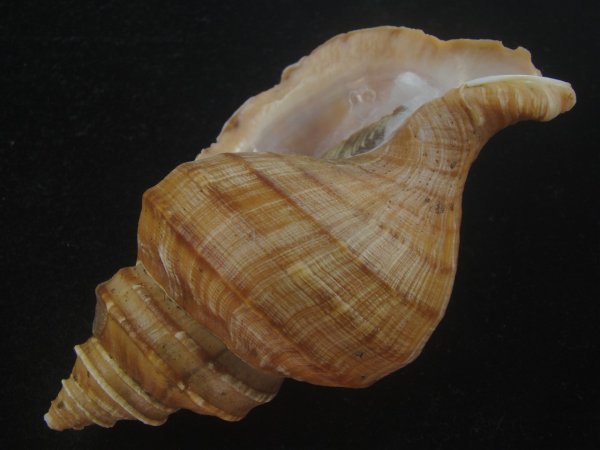 画像3: ウスムラサキエゾボラ(Neptunea purpurea) 131ｍｍ　特大　濃色　老成　美品 (3)