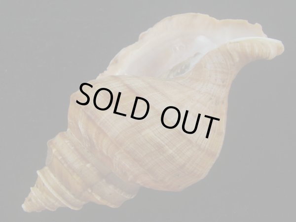 画像3: ウスムラサキエゾボラ(Neptunea purpurea) 131ｍｍ　特大　濃色　老成　美品 (3)