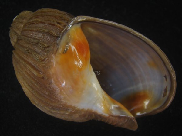 画像1: クマモスソガイ(Volutharpa ainos) 74.5ｍｍ　超特大　老成　美品 (1)