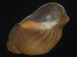 画像3: クマモスソガイ(Volutharpa ainos) 74.5ｍｍ　超特大　老成　美品 (3)