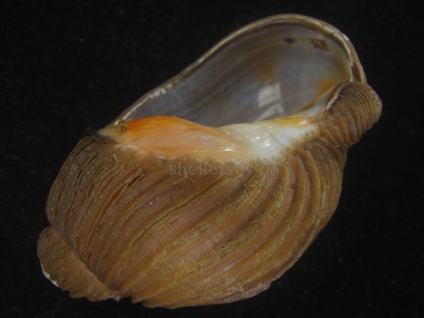 画像3: クマモスソガイ(Volutharpa ainos) 74.5ｍｍ　超特大　老成　美品 (3)