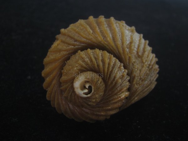 画像4: クマモスソガイ(Volutharpa ainos) 74.5ｍｍ　超特大　老成　美品 (4)