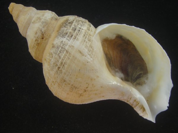 画像1: ユキドケエゾボラ(Neptunea hiderna) (1)