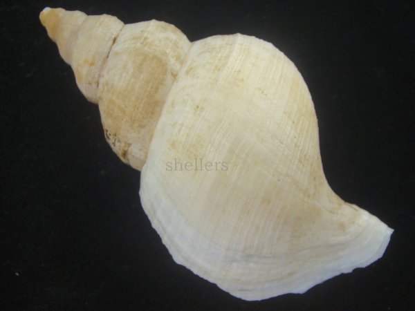 画像2: ユキドケエゾボラ(Neptunea hiderna) (2)