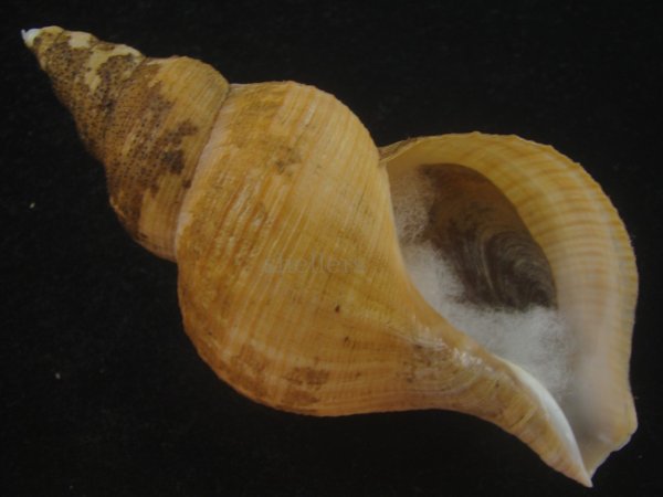 画像1: ユキドケエゾボラ(Neptunea hiderna) 美品 (1)