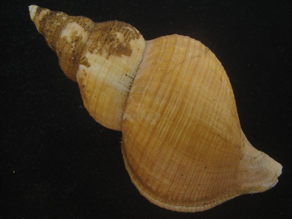 画像2: ユキドケエゾボラ(Neptunea hiderna) 美品 (2)