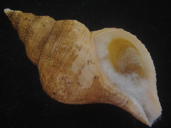 画像1: ユキドケエゾボラ(Neptunea hiderna) 美品 (1)