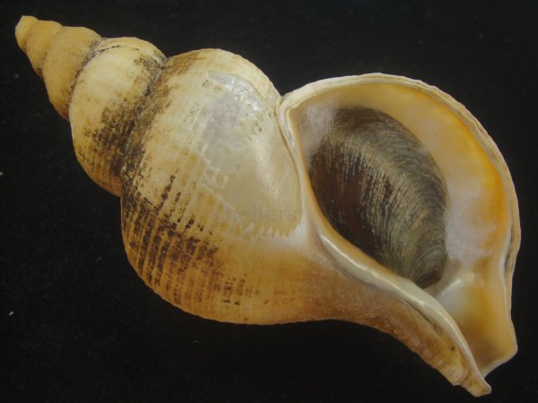 画像1: チヂミエゾボラ(Neptunea constricta) 老成　特美品 (1)