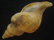 画像3: チヂミエゾボラ(Neptunea constricta) 老成　特美品 (3)