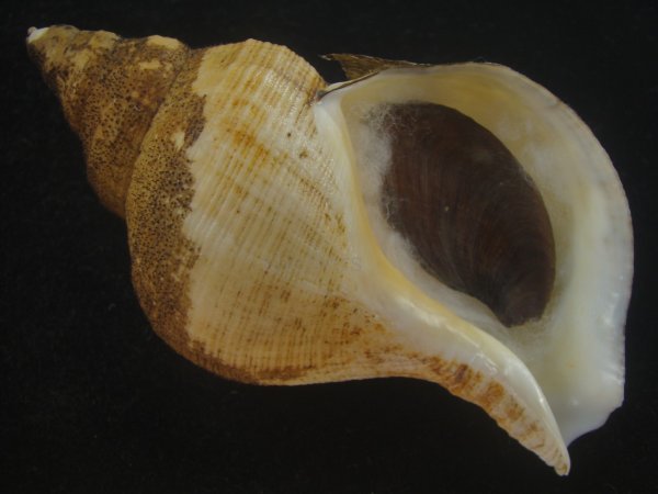 画像1: チヂミエゾボラ(Neptunea constricta) 特美品 (1)