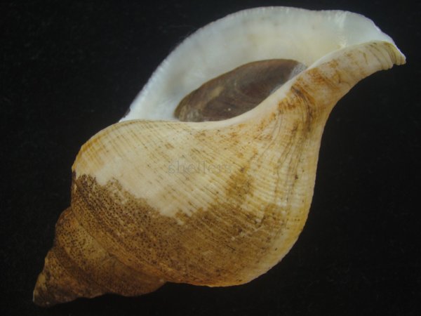 画像3: チヂミエゾボラ(Neptunea constricta) 特美品 (3)