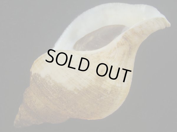 画像3: チヂミエゾボラ(Neptunea constricta) 特美品 (3)