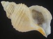 画像1: アラスカエゾボラ(Neptunea pribiloffensis) 大　美品 (1)