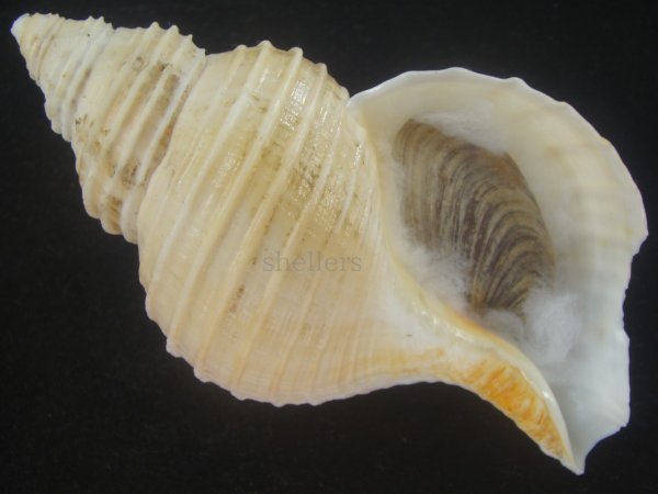 画像1: アラスカエゾボラ(Neptunea pribiloffensis) 大　美品 (1)